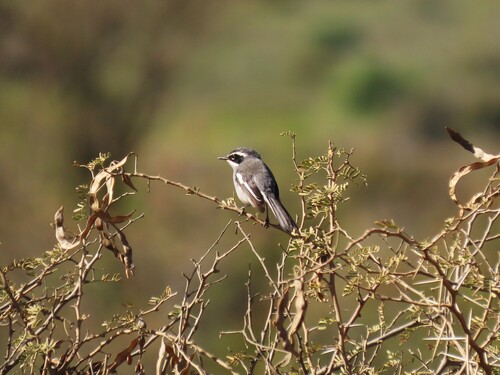Fairy Flycatcher (Stenostira scita), photo 4