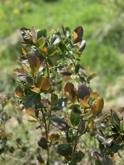 Hesperomeles