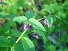 Symphytum × uplandicum