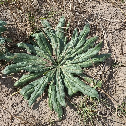 viper's-bugloss