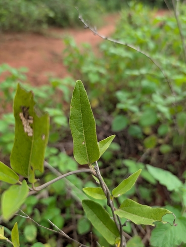Aristolochia indica, 2026-08-08