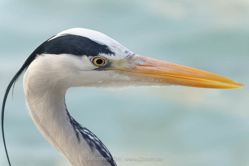 Grey Heron, photo 5 of 7