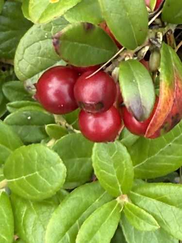Lingonberry