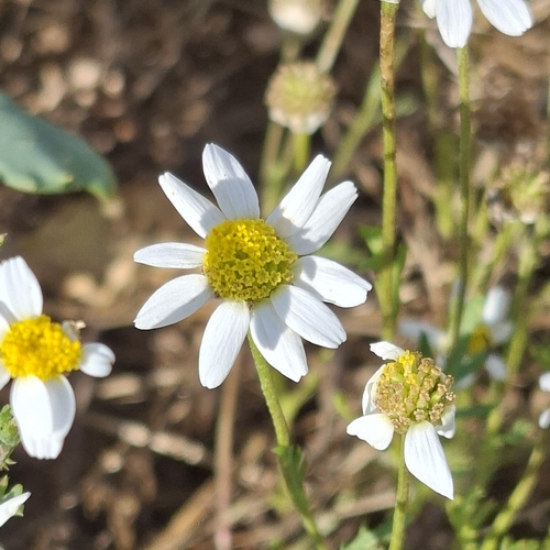 Corn Chamomile