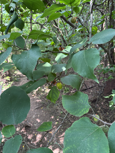 Paper mulberry