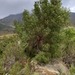 Acacia cyclops