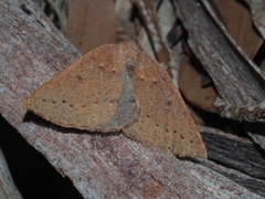 Androchela milvaria
