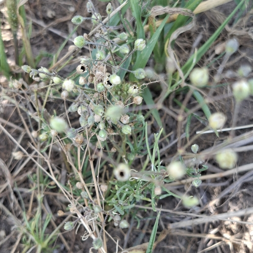 Corn spurrey