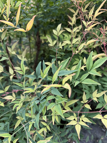 Heavenly bamboo