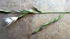 Rytidosperma tenuius