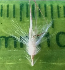 Rytidosperma tenuius