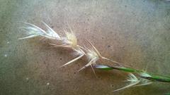 Rytidosperma tenuius