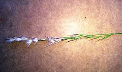 Rytidosperma tenuius