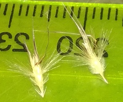 Rytidosperma tenuius