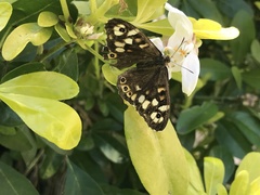 Pararge aegeria