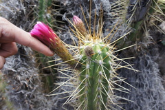 Trichocereus tulhuayacensis