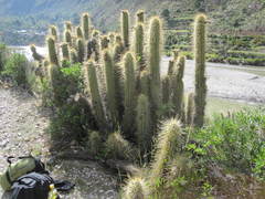 Trichocereus tulhuayacensis