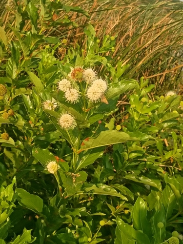 buttonbush