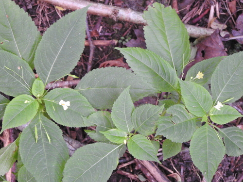 small balsam