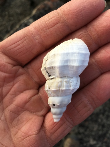 glacial whelk