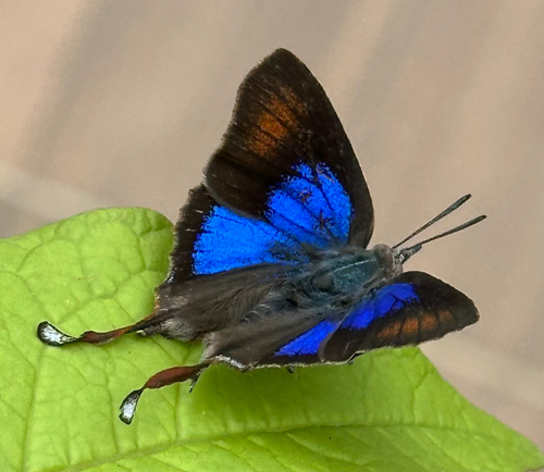 Figtree Blue