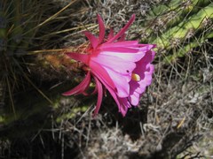 Trichocereus tulhuayacensis