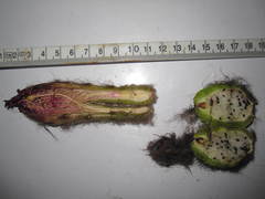 Trichocereus tulhuayacensis