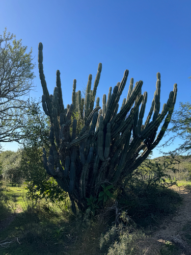 Andes organ pipe cactus