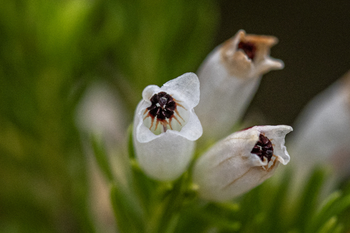 Erica sitiens, photograph 2