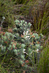 Erica viscaria, photograph (c) magriet b, some rights reserved (CC BY-SA)
