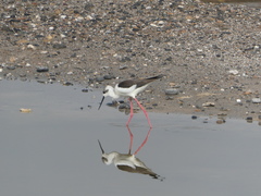 Himantopus himantopus