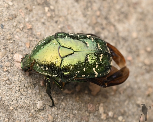 Oriental Flower Beetle