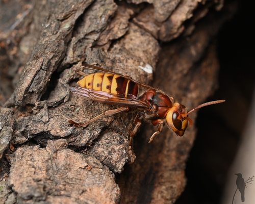 European Hornet
