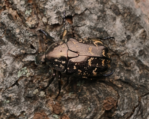 Protaetia brevitarsis