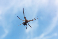 Philodromidae