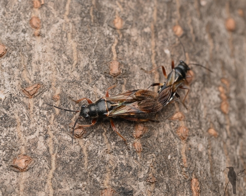 Nerthus taivanicus