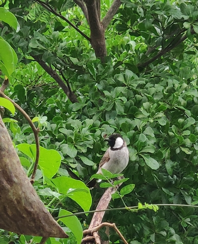 White-eared Bulbul