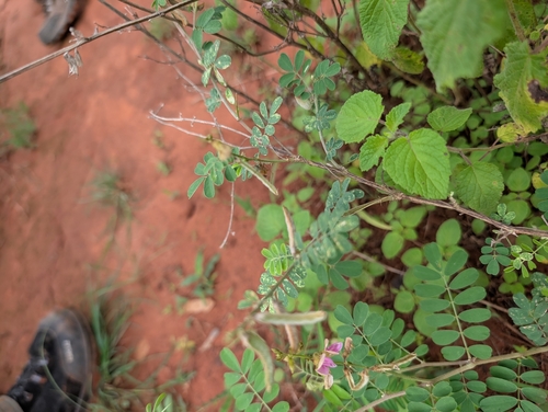 Tephrosia villosa observed 2026-08-08