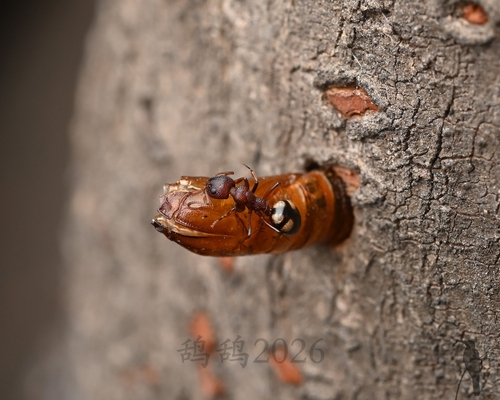 Dolichoderus sibiricus
