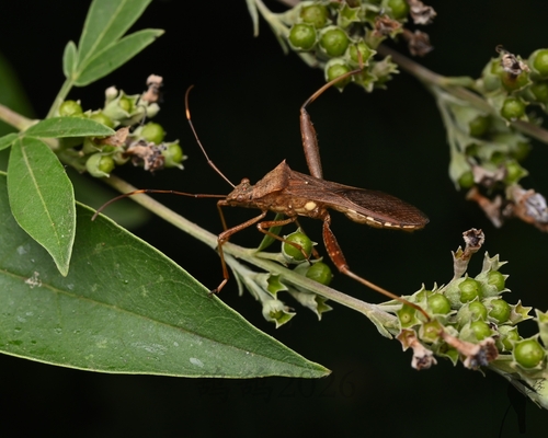 Riptortus pedestris