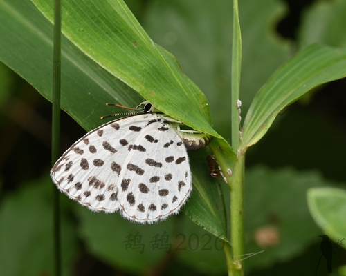 Forest Pierrot