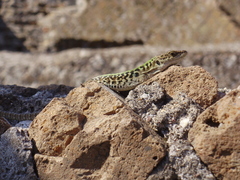 Podarcis siculus