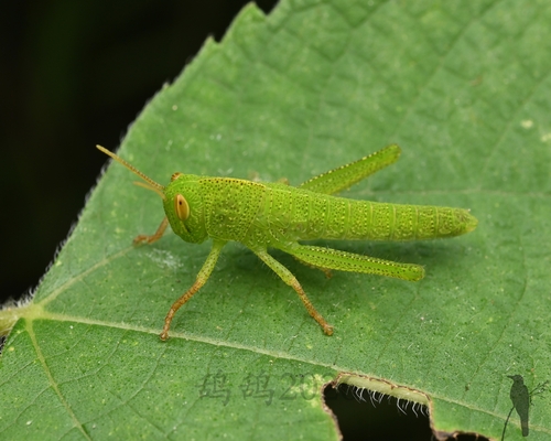 Large Green Grasshopper