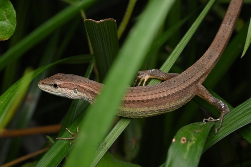 China Grass Lizard