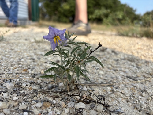 silverleaf nightshade