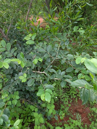 Holoptelea integrifolia, photograph 6