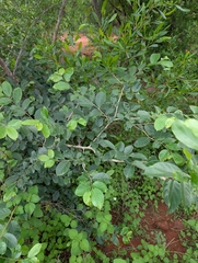Holoptelea integrifolia, photograph (c) Ravuri Krishna Chaitanya, some rights reserved (CC BY)