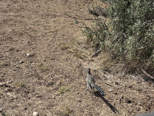 Greater Roadrunner