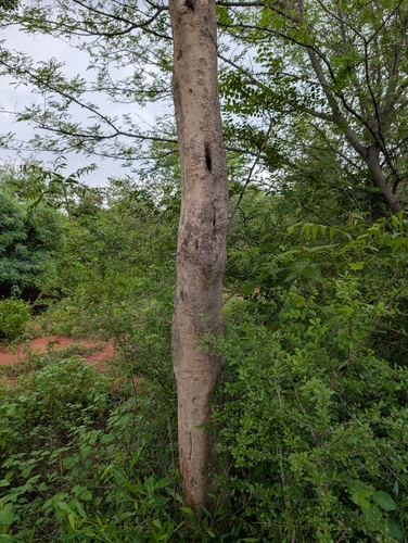 Dalbergia lanceolaria, photograph 2