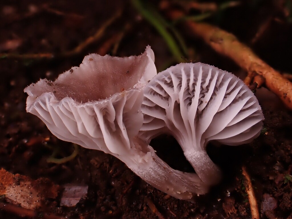 Hygrocybe griseoramosa